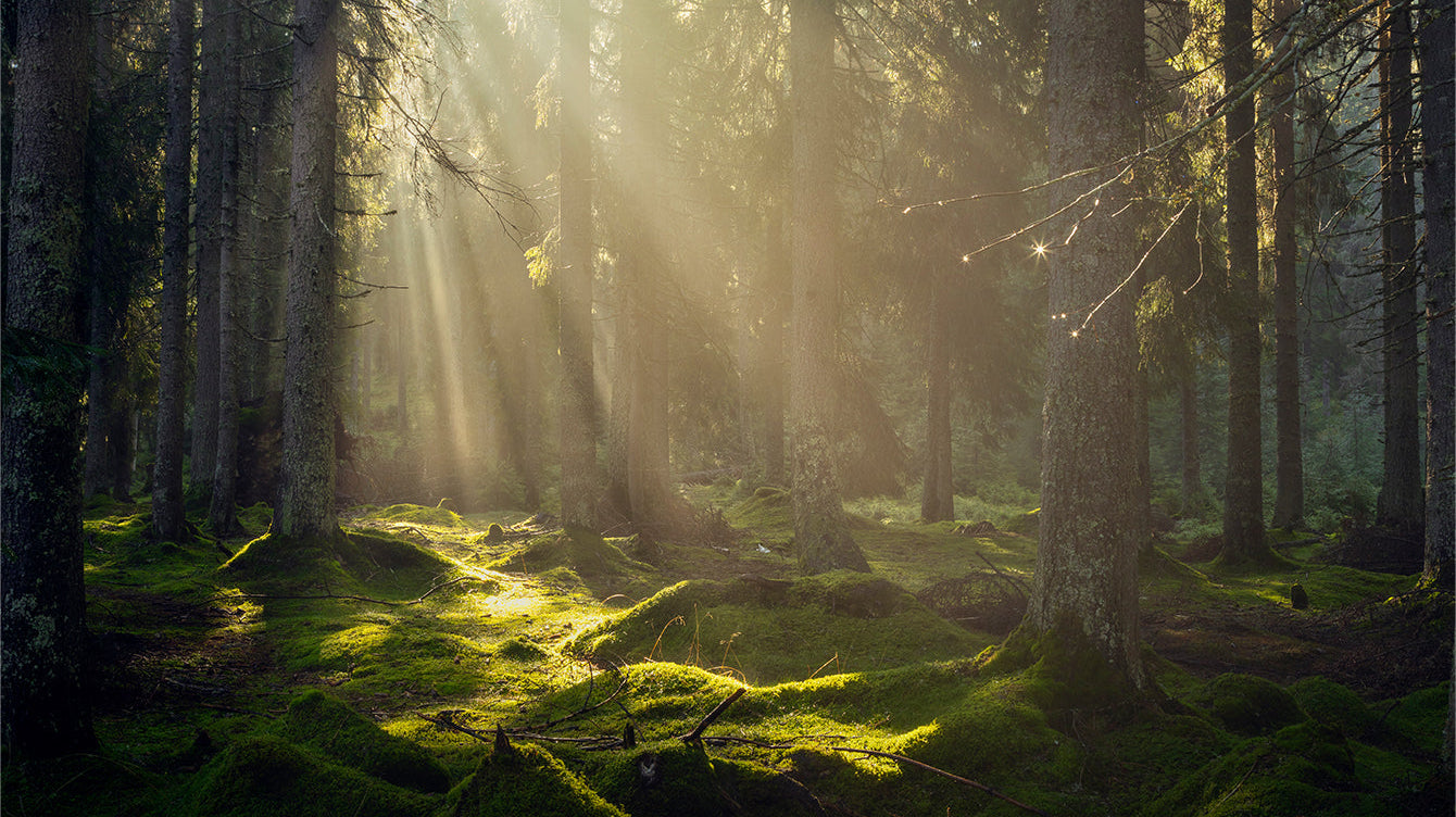 The Origin of “Mother Nature”