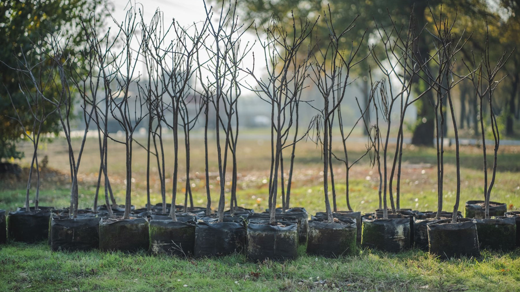 Bare-Root or Container Trees: What To Know Before Buying