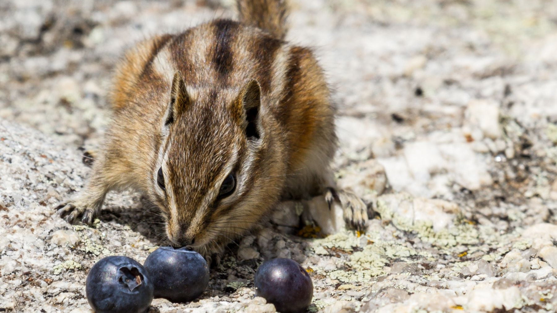 The Ultimate Guide To Protecting Blueberries From Animals