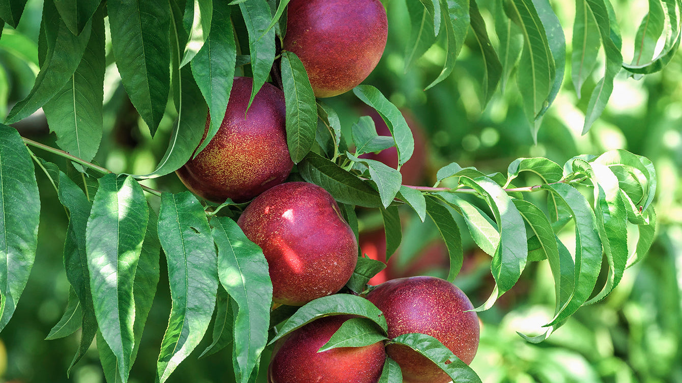 Nectarines: The Sweet and Juicy Fruit You Need in Your Garden