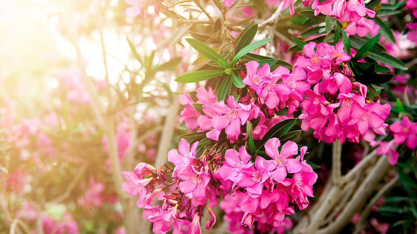 Oleander the Beautiful