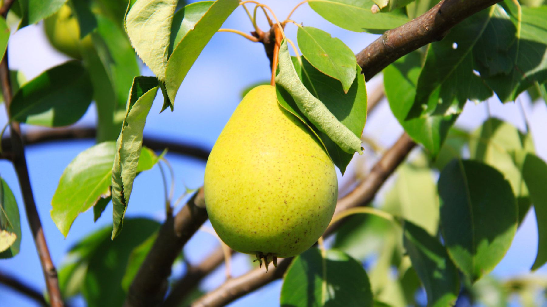 3 Essential Pear Harvesting Techniques You Need To Know