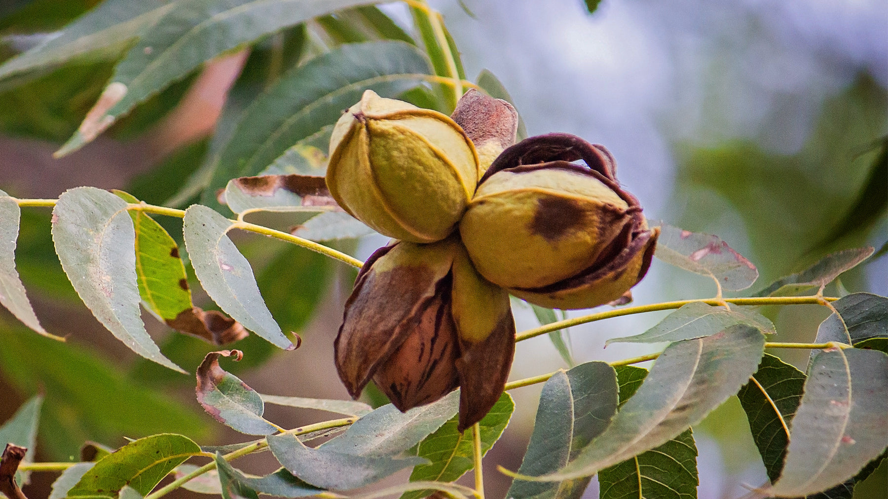 Pecan Trees: Helpful Planting, Care & Harvesting Tips