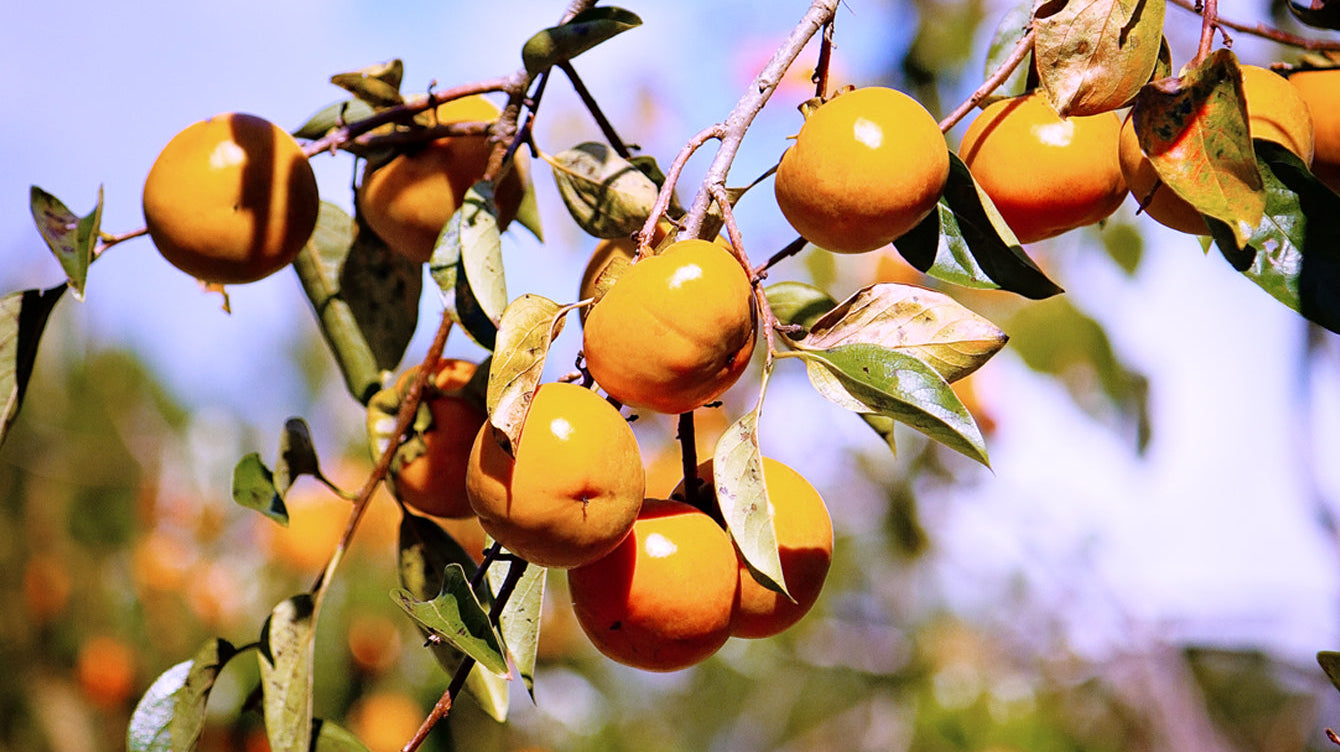 Discover the Sweet Story of Persimmons