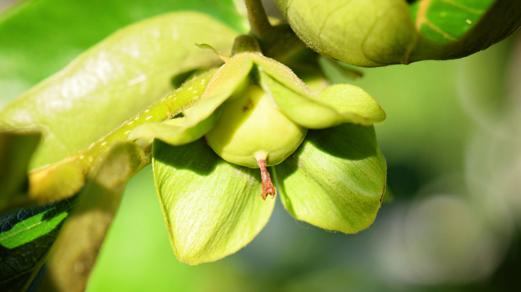 Premature Fruit Drop