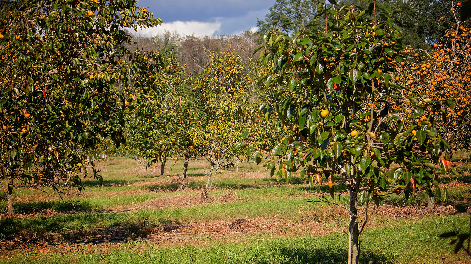 Persimmon Planting Tips