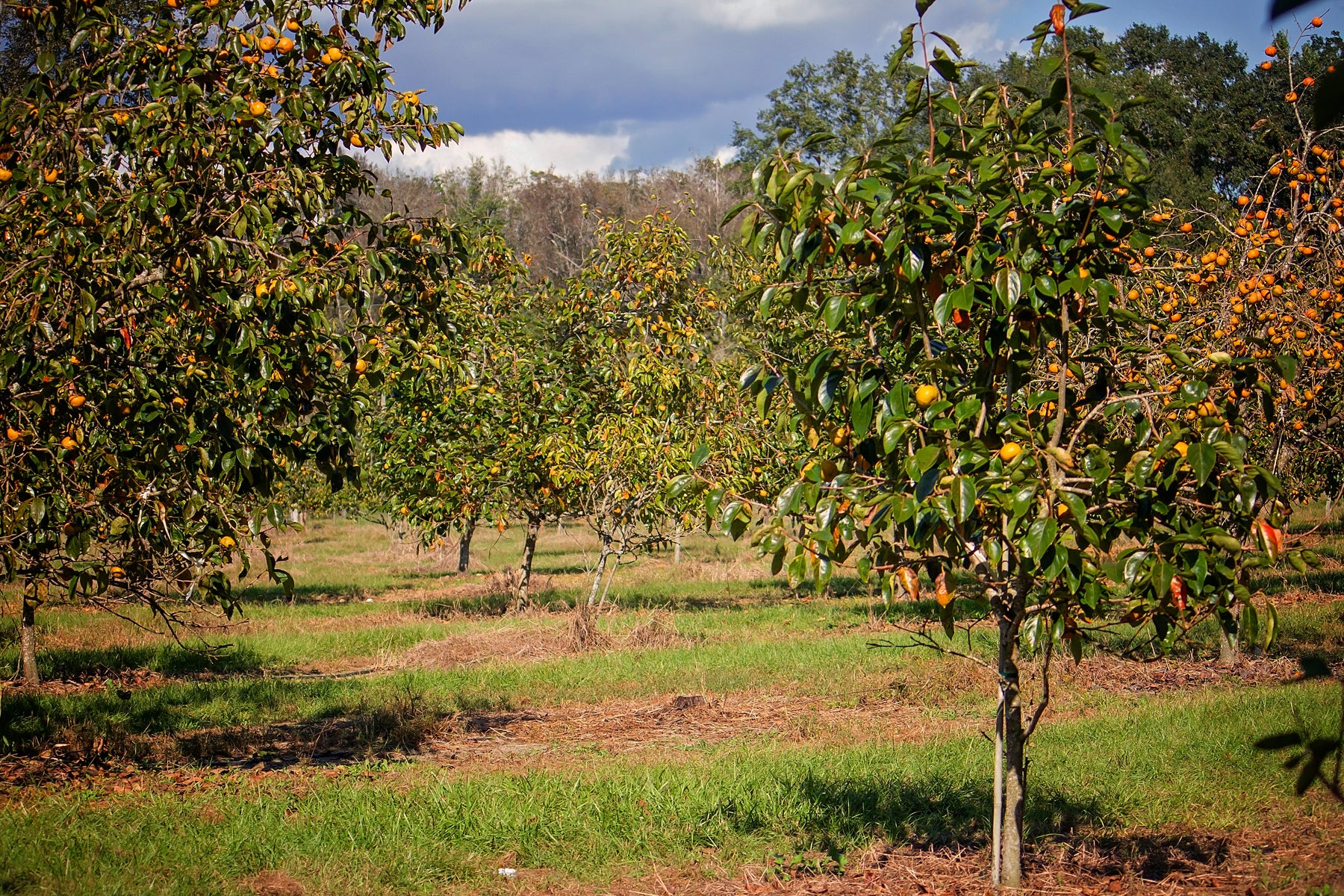 Persimmon Planting Tips