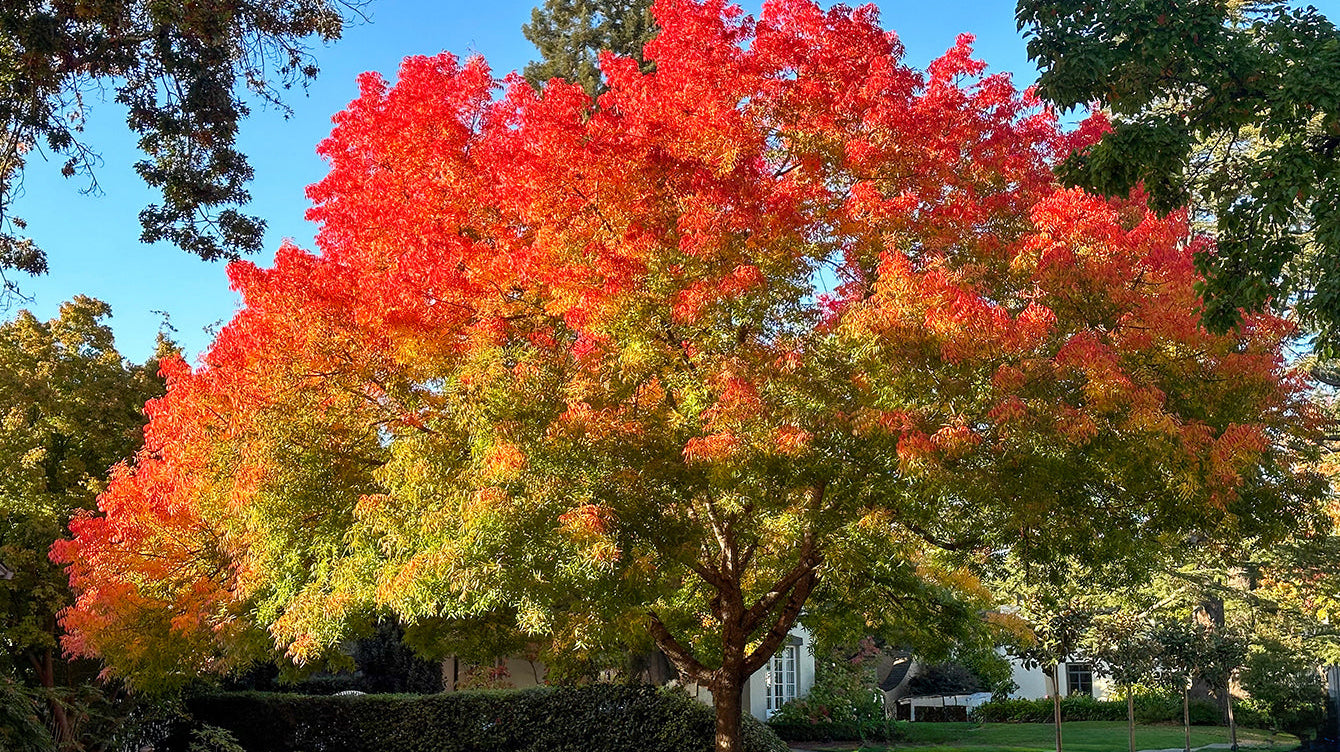 What Everyone Should Know About the Chinese Pistache Tree