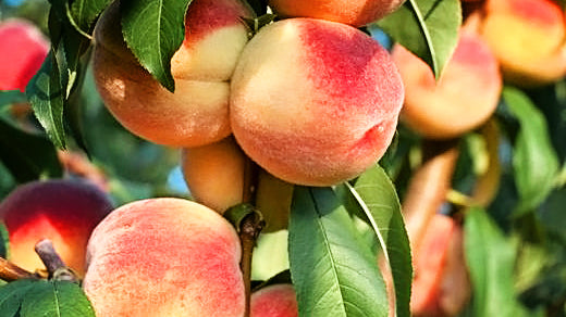 Are Peach Trees Hard To Grow? What You Need To Know