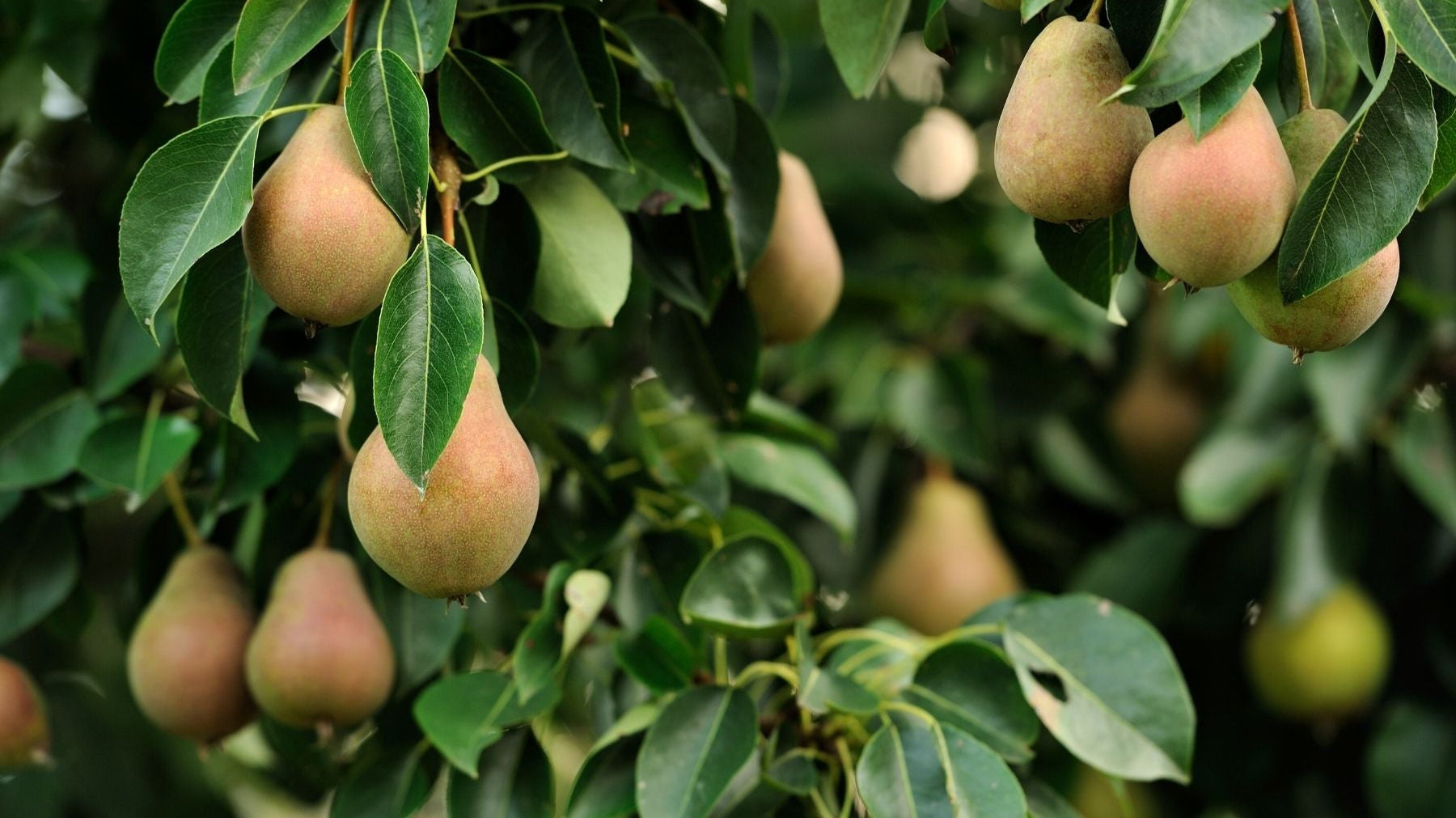When Do Pear Trees Begin To Produce Fruit?
