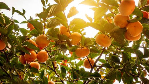 What Are the Best Persimmon Tree Growing Conditions?