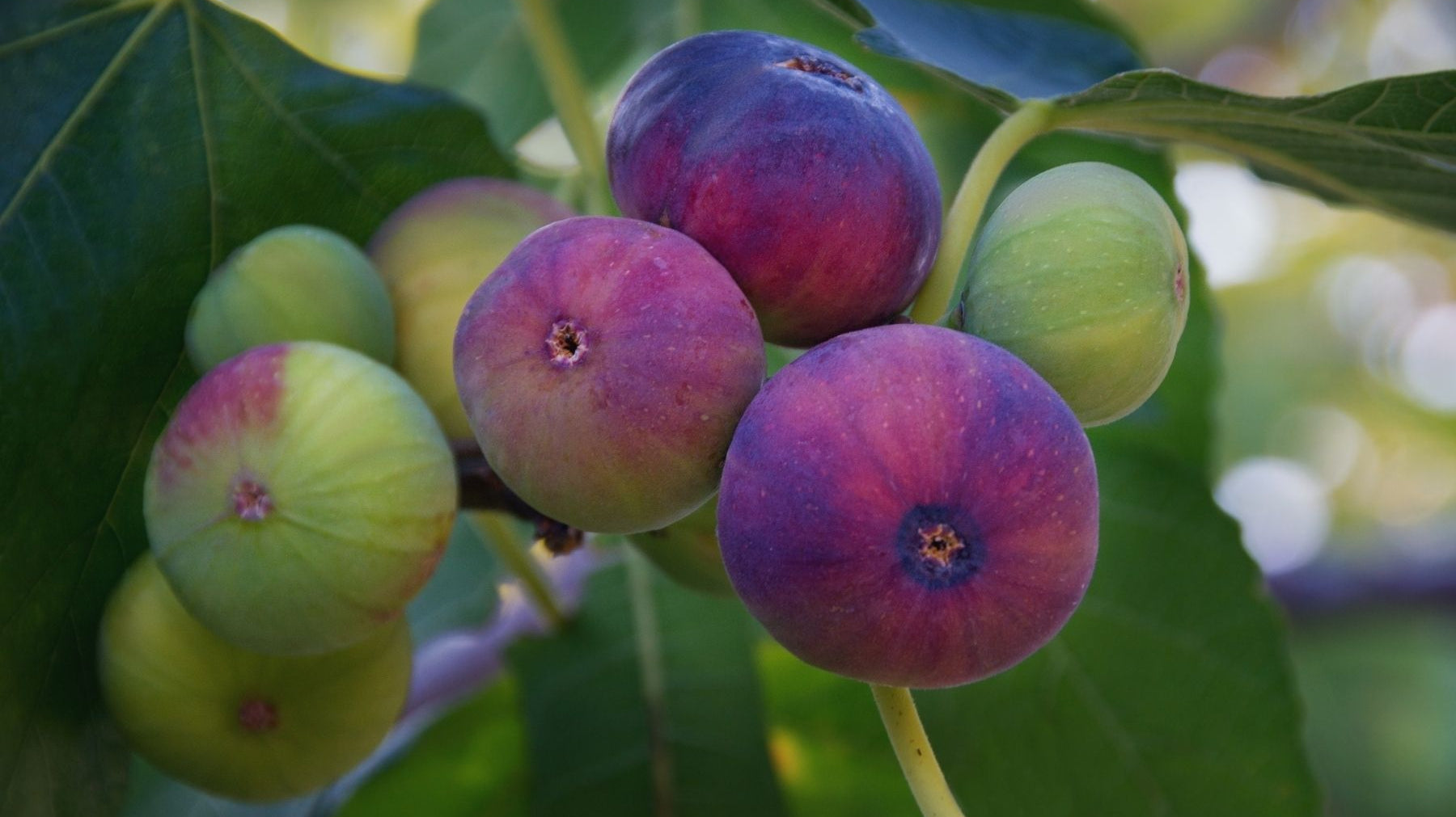 Fig Tree Maintenance: What Do Fig Trees Need To Survive?