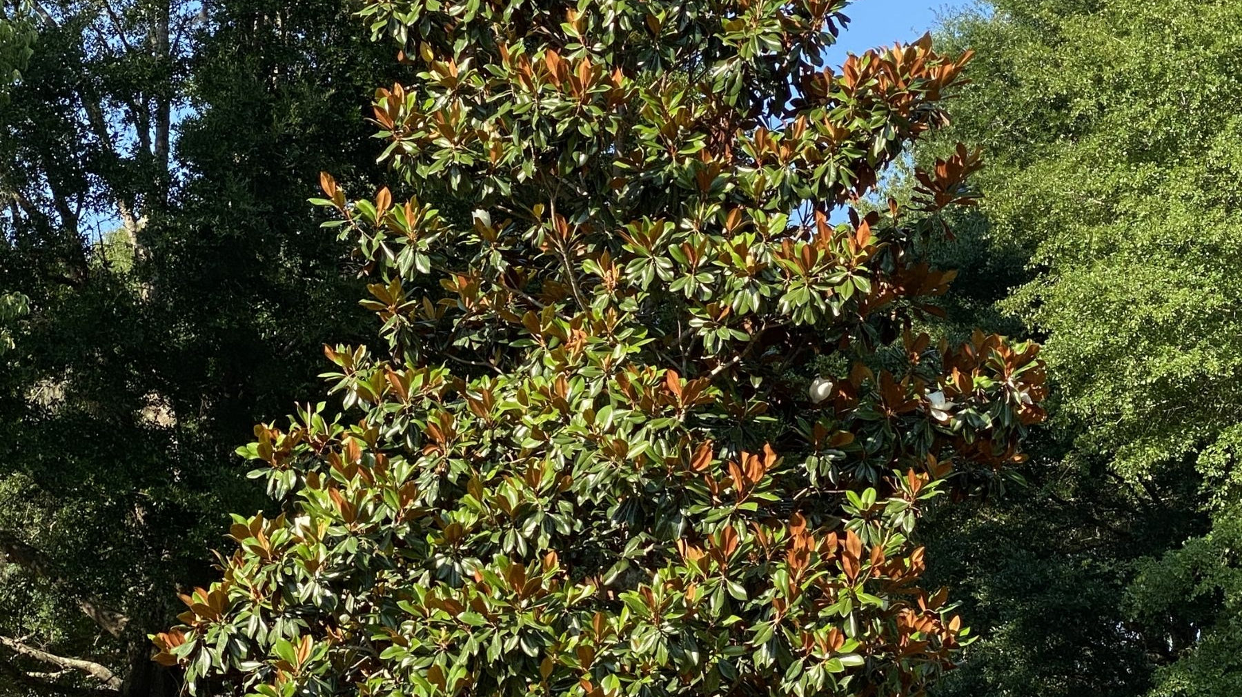 How Far From Your House Should You Plant a Magnolia Tree?