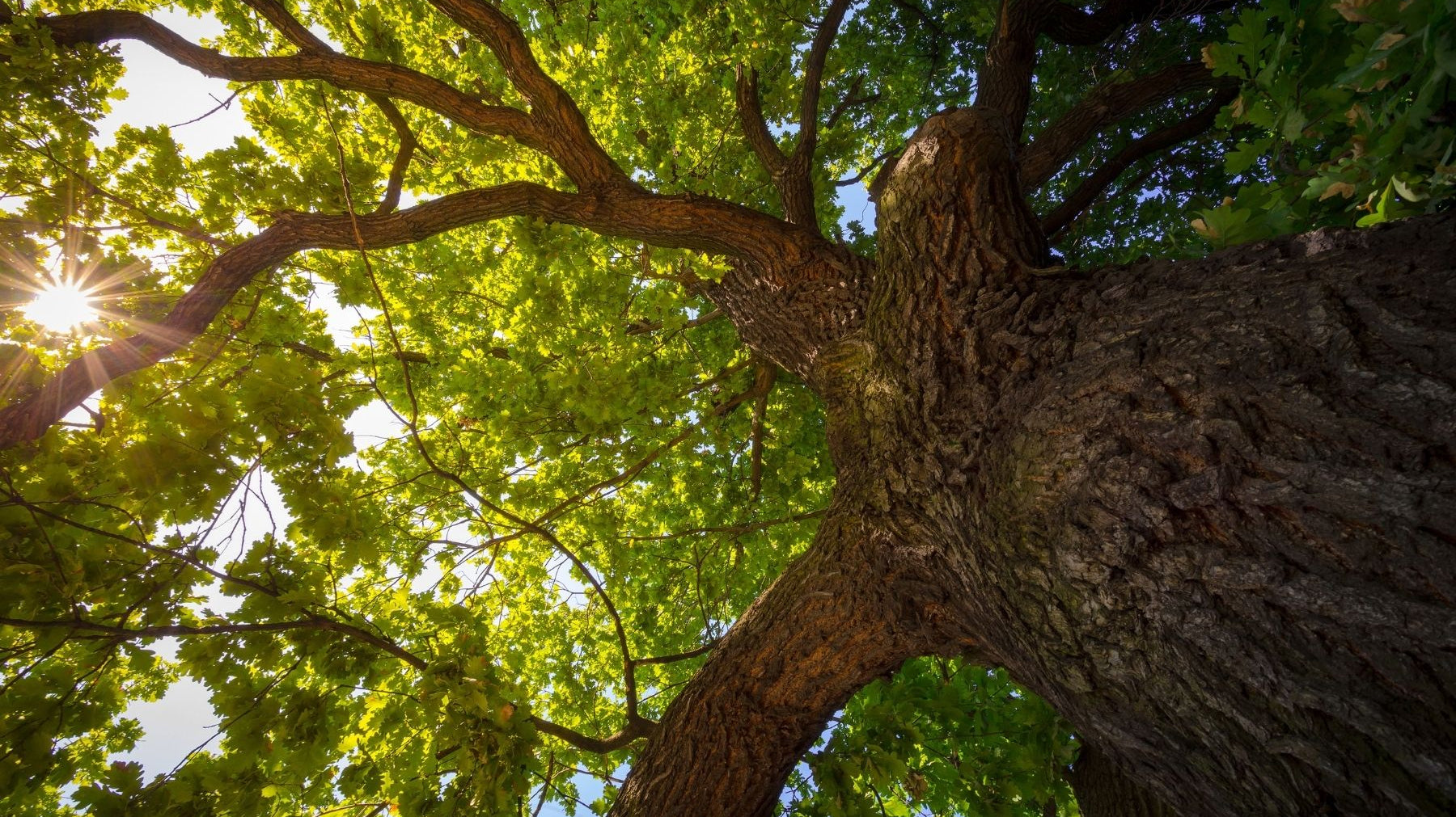 5 Interesting Facts About Oak Trees You'll Love