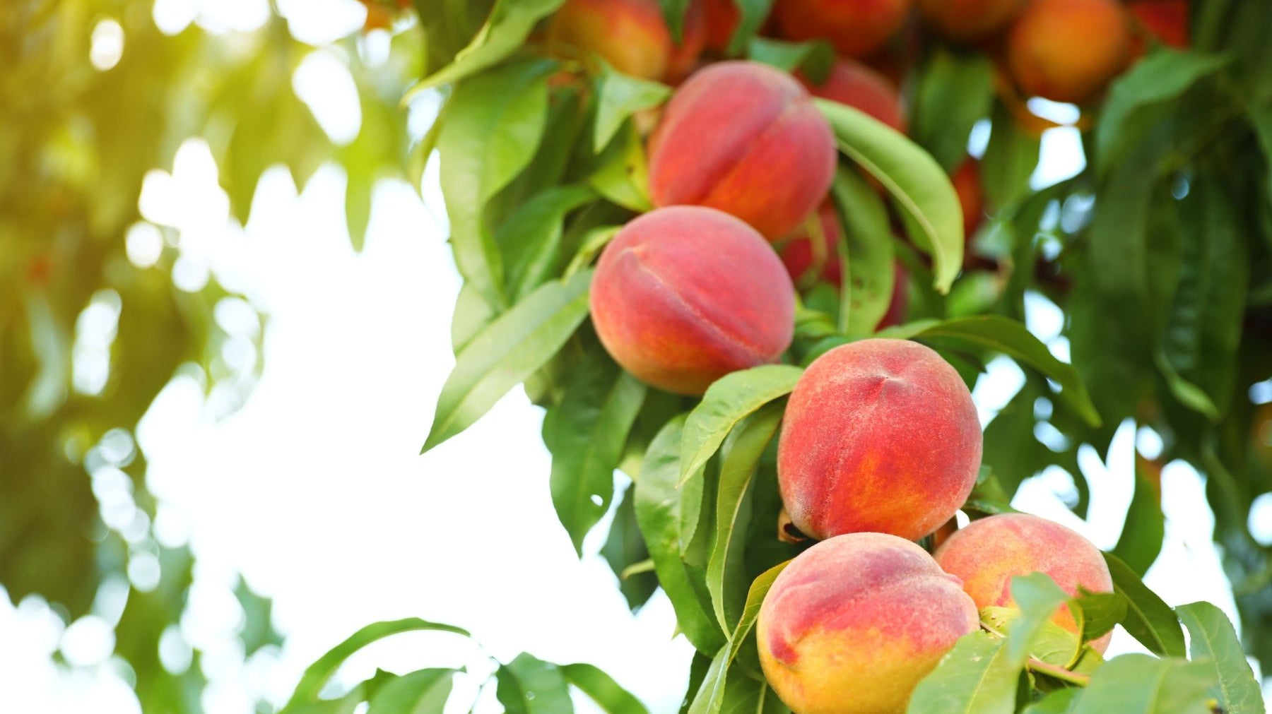 Common Mistakes Made When Planting a Peach Tree