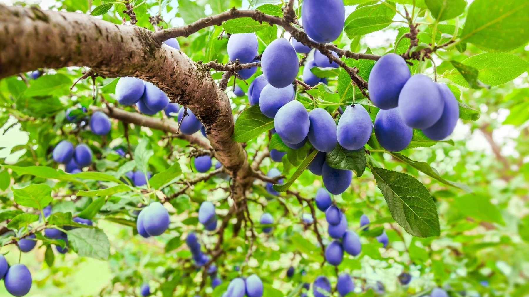 Different Types of Plum Trees To Consider Growing