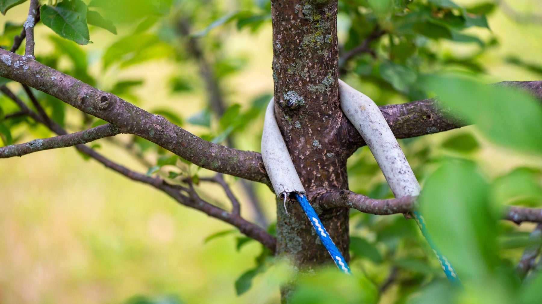 4 Tips for Protecting Your Trees From High Winds