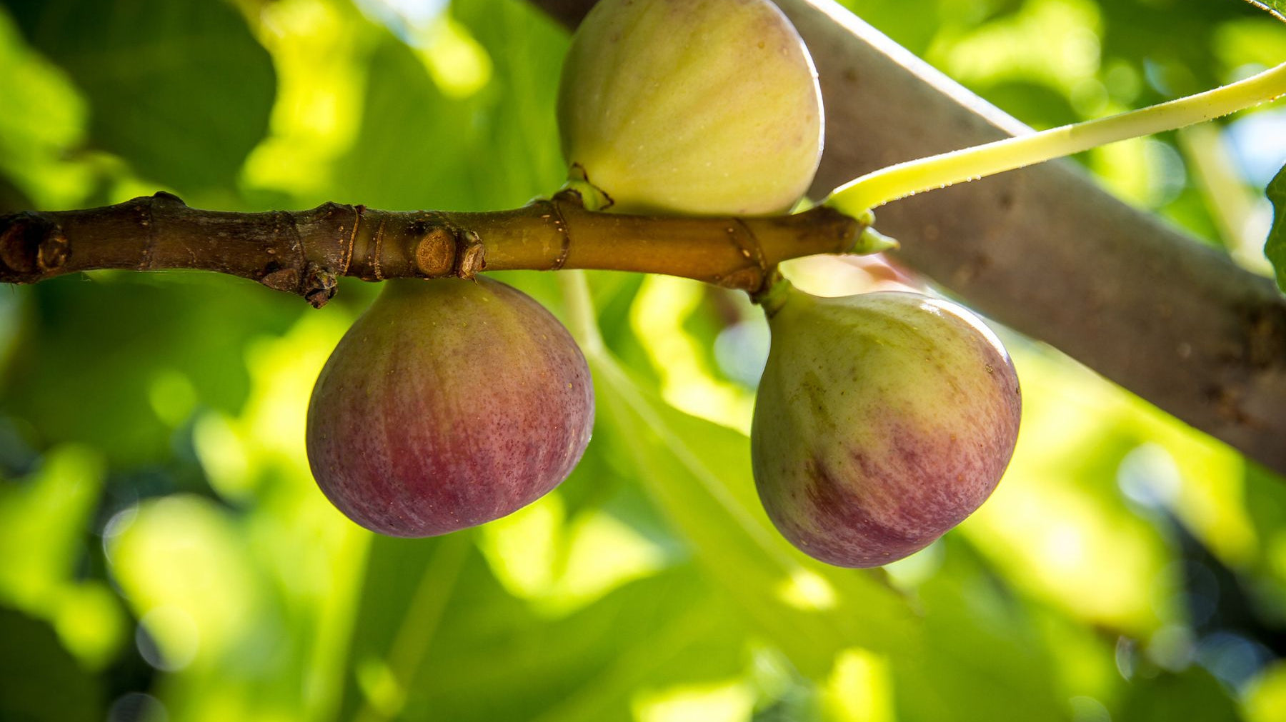 How To Identify and Treat Rust on Your Fig Tree