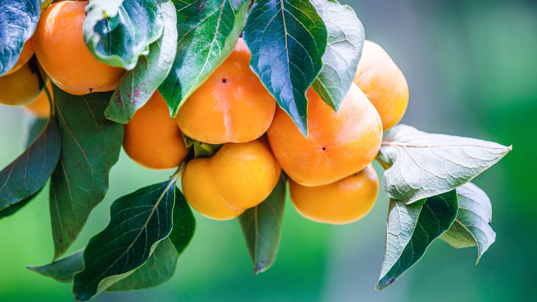 3 Helpful Tips To Get Your Tree Past the Transplant Hurdle