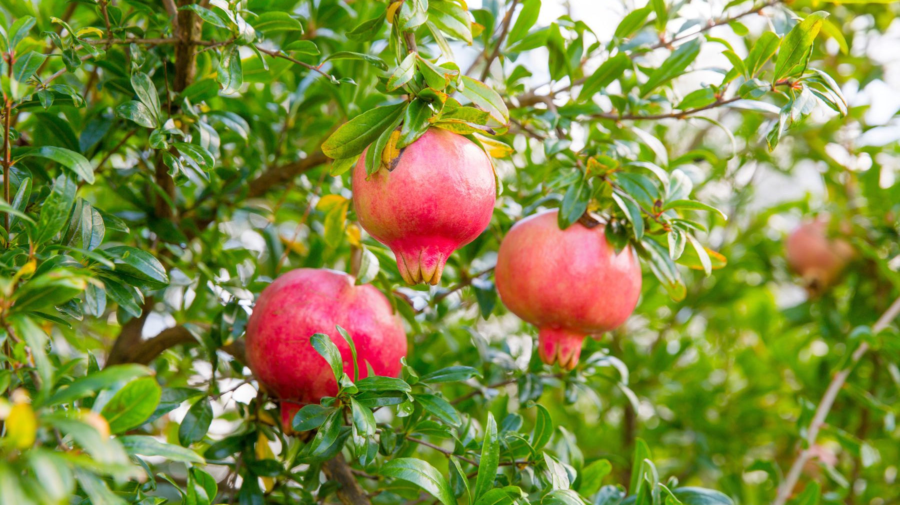 Identifying the Different Types of Pomegranate Trees