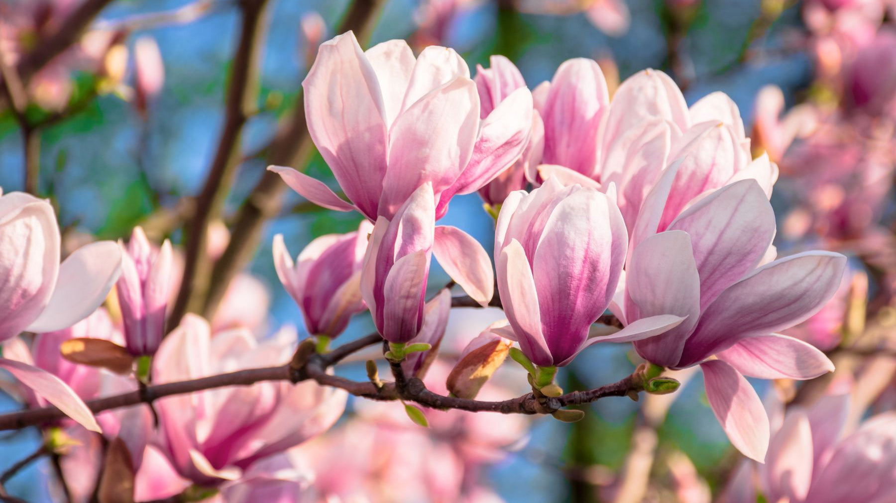 3 Tips for Caring for Your New Magnolia Tree