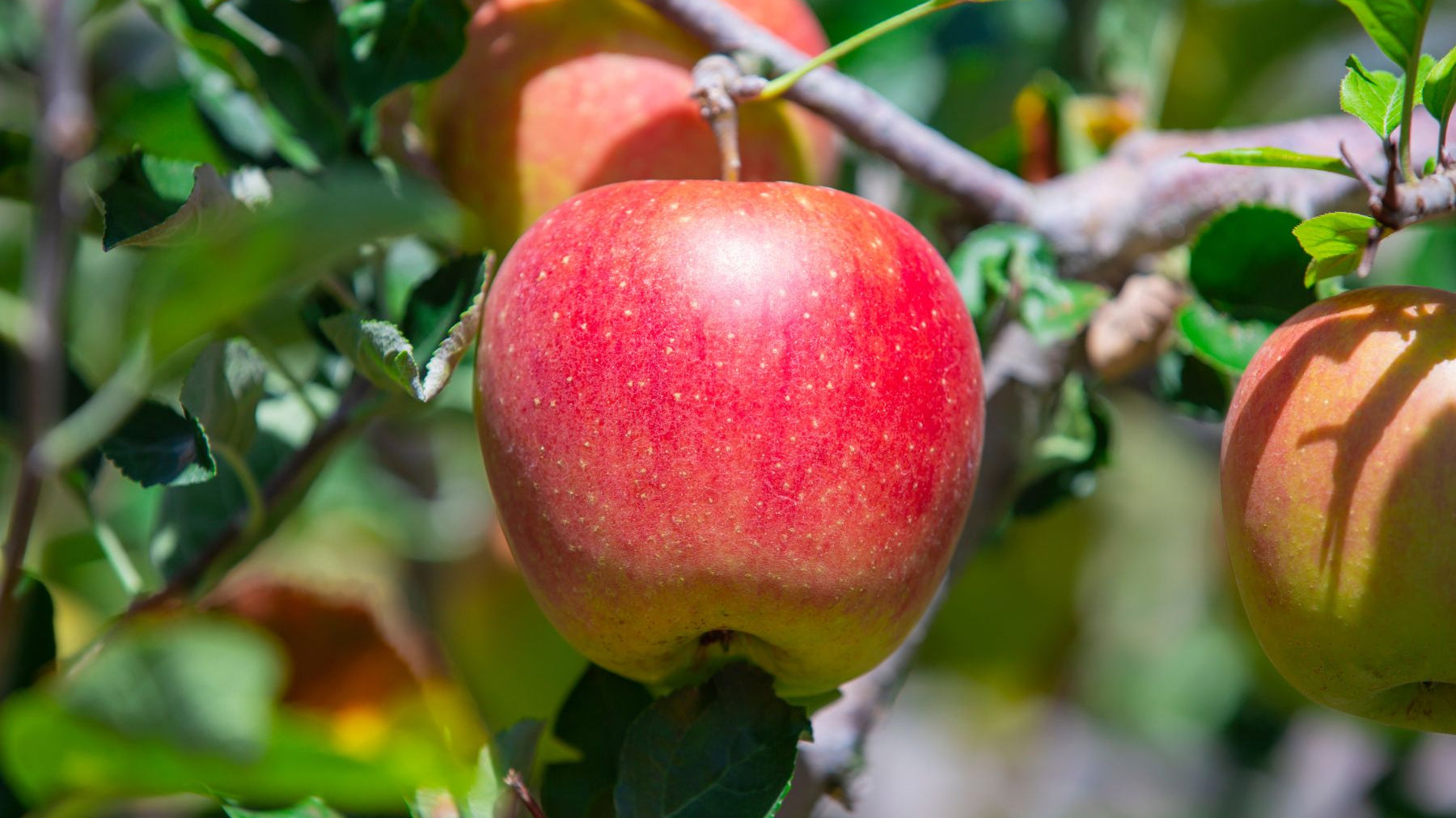 Fact From Fiction: Johnny Appleseed and His Apple Trees