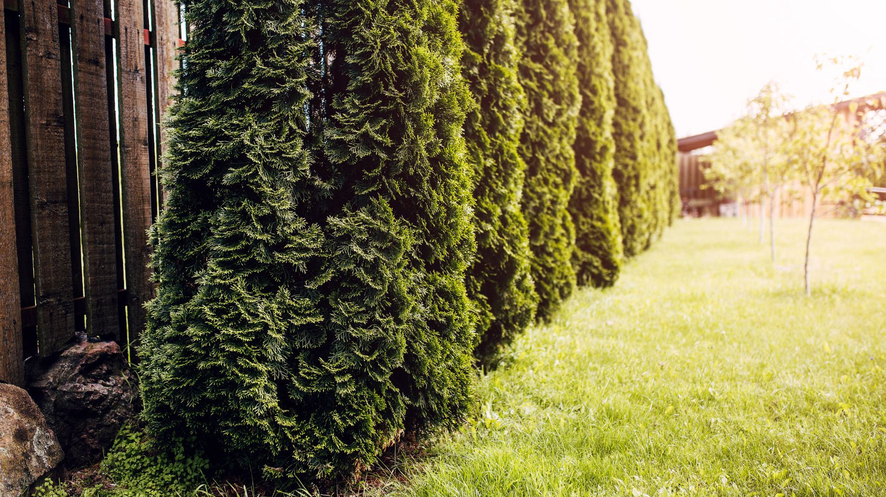 Fence vs. Border Trees: Which Option Is Best for You?