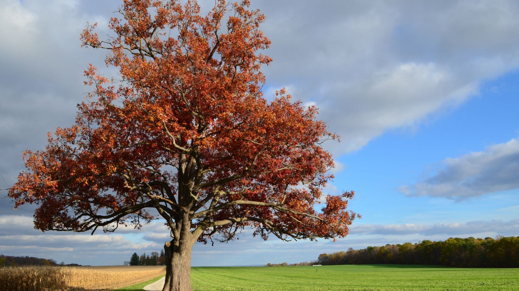 Everything To Know About Growing a Mighty Oak Tree
