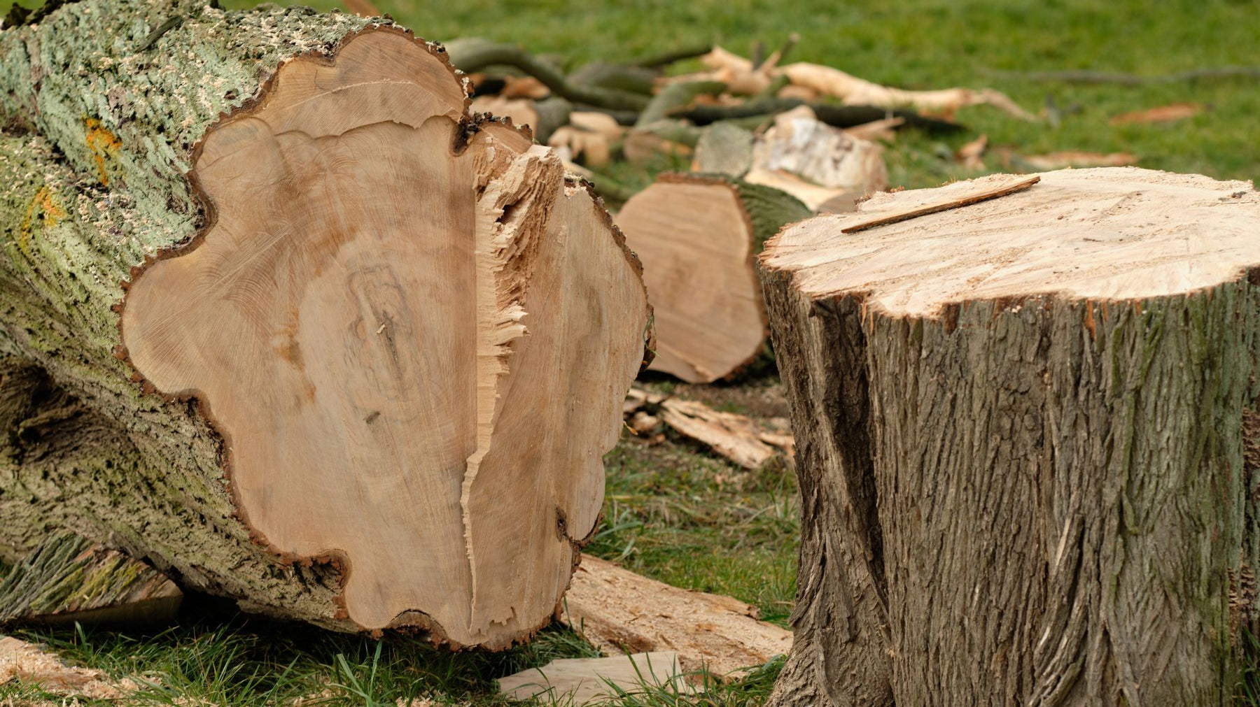 5 Signs That You Need To Remove Your Tree Immediately