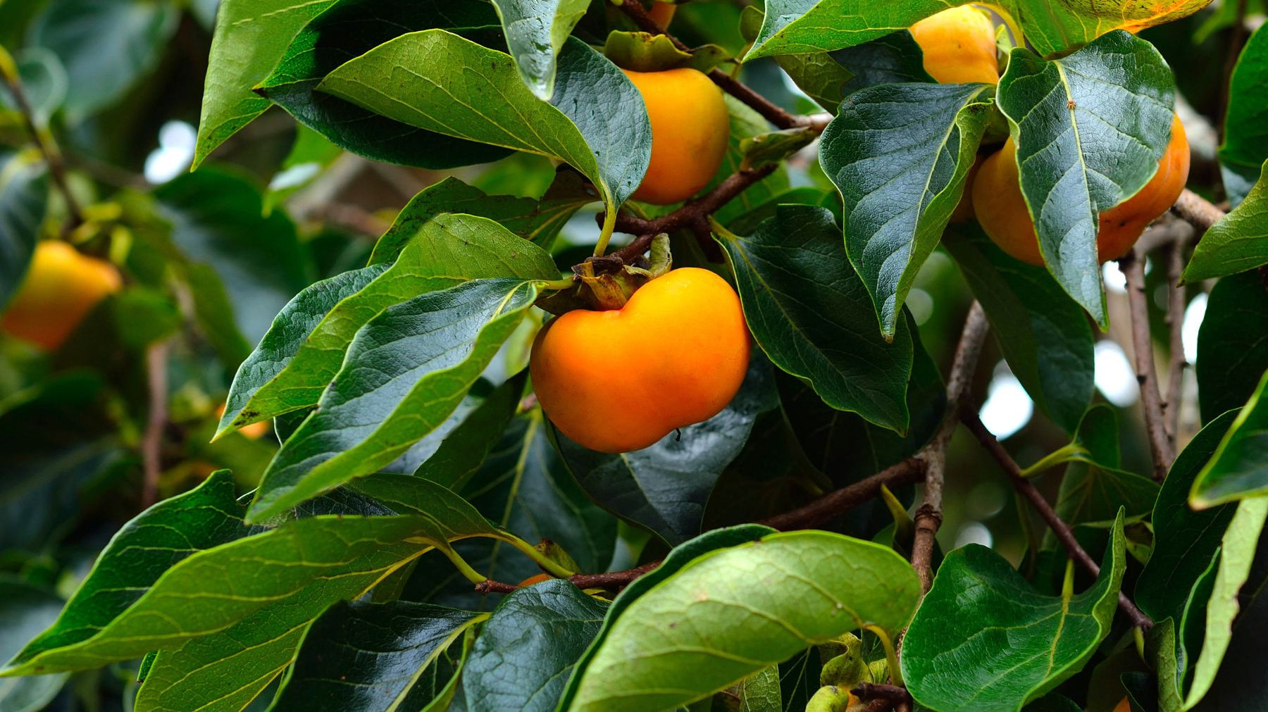 7 Reasons You Need More Trees in Your Yard