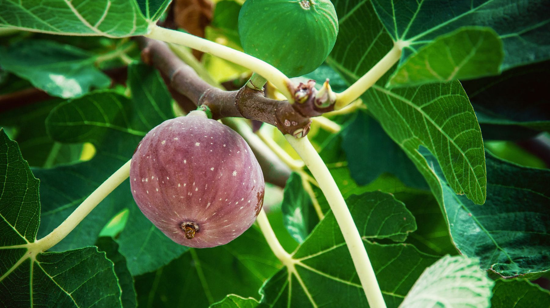 Why Planting the Right Tree in the Right Place Is Important