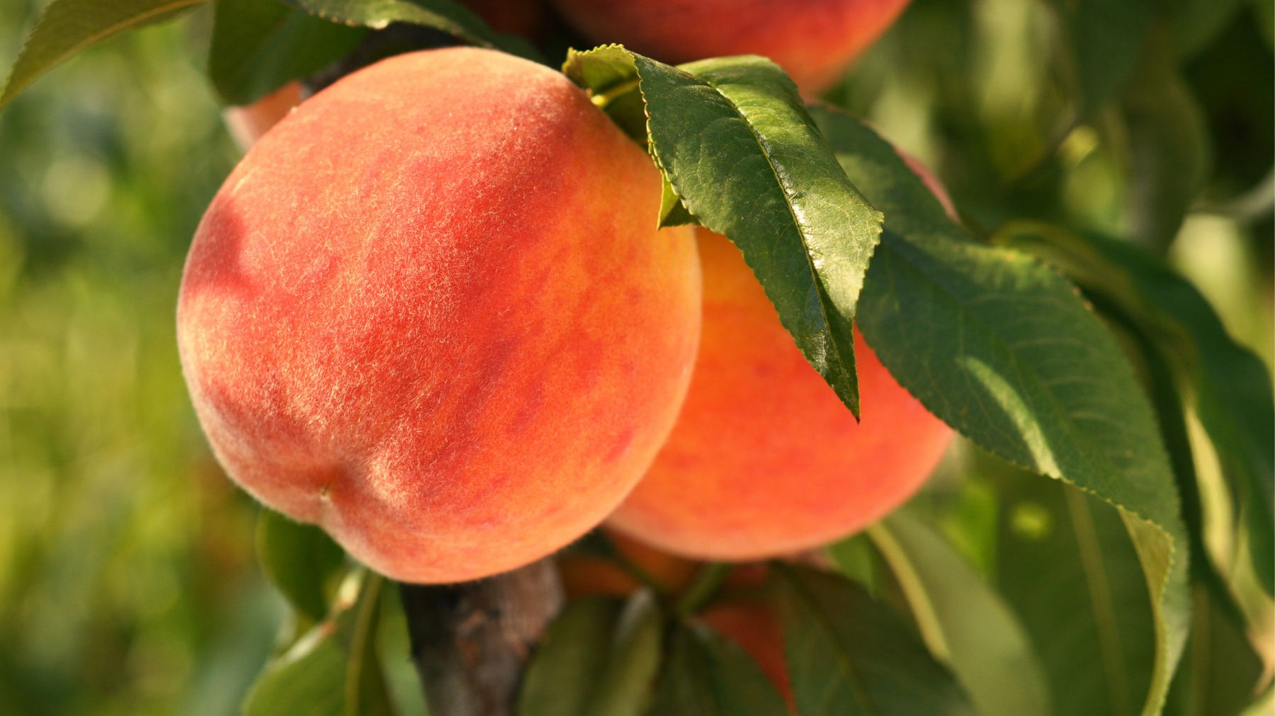 6 Health & Environmental Benefits of Growing Your Own Fruit