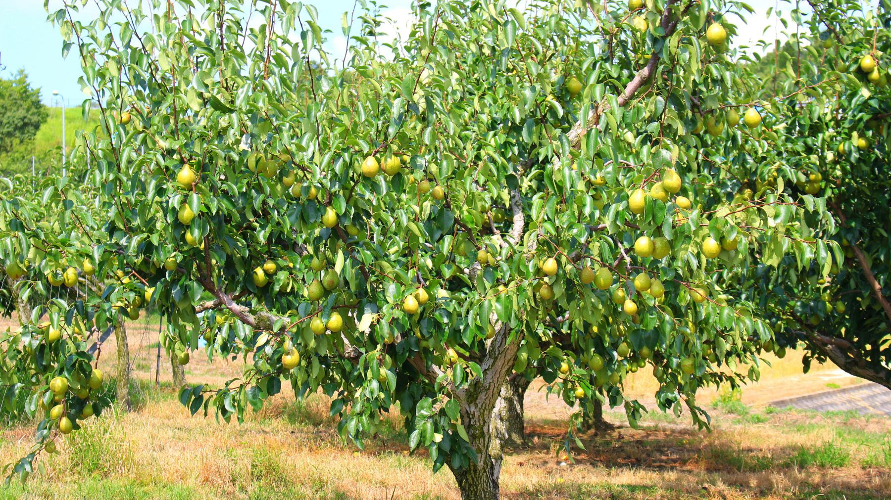 The Easiest Fruit Trees To Grow and How To Care for Them