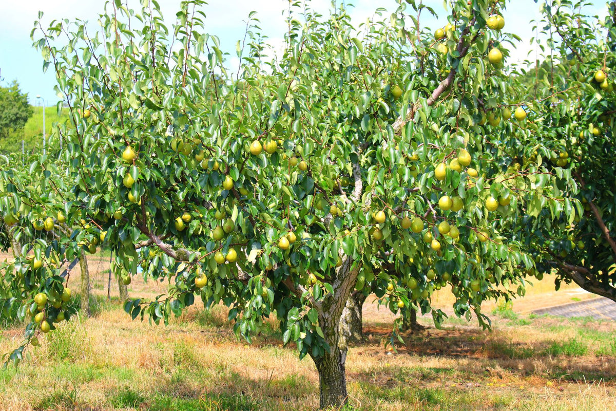 the-easiest-fruit-trees-to-grow-and-how-to-care-for-them