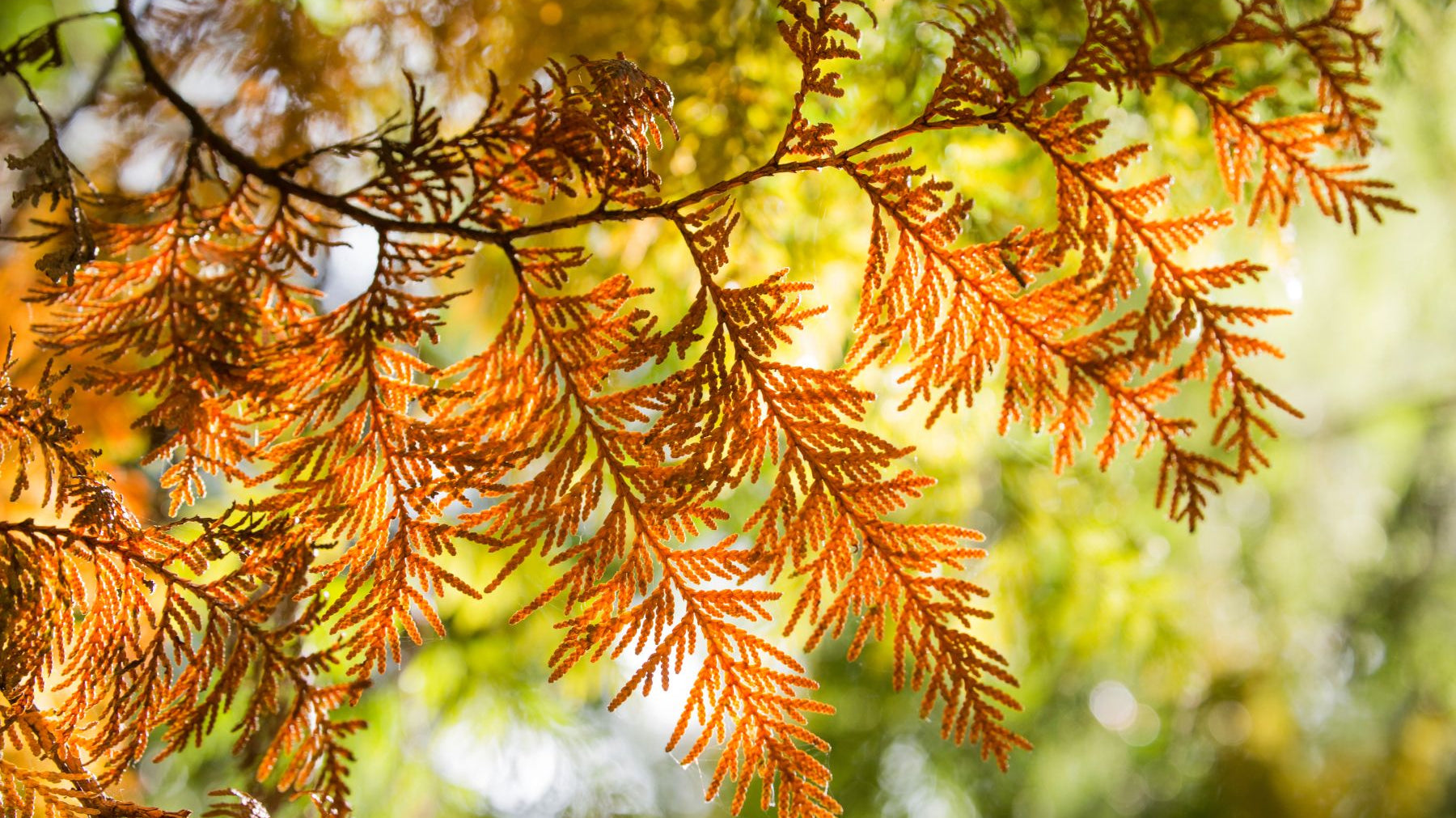 Common Signs Something Is Wrong With Your Tree