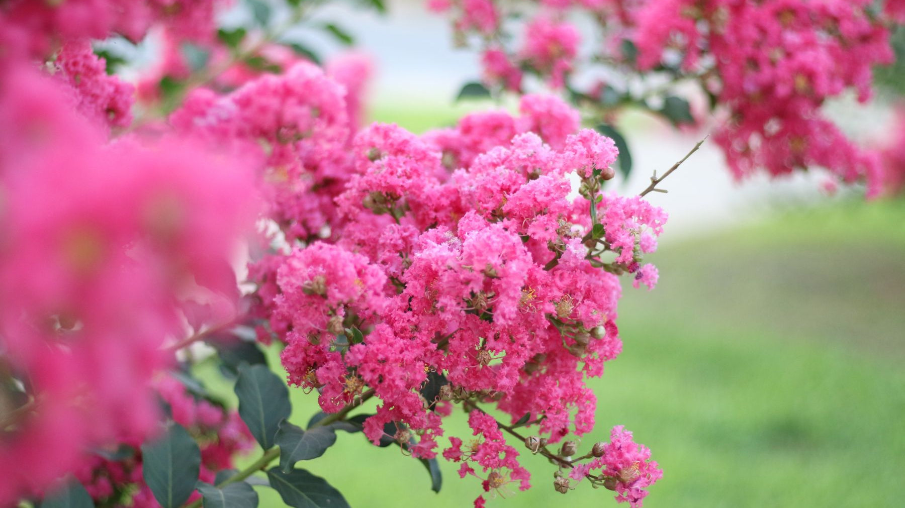 What’s That White Stuff on Your Crape Myrtle?
