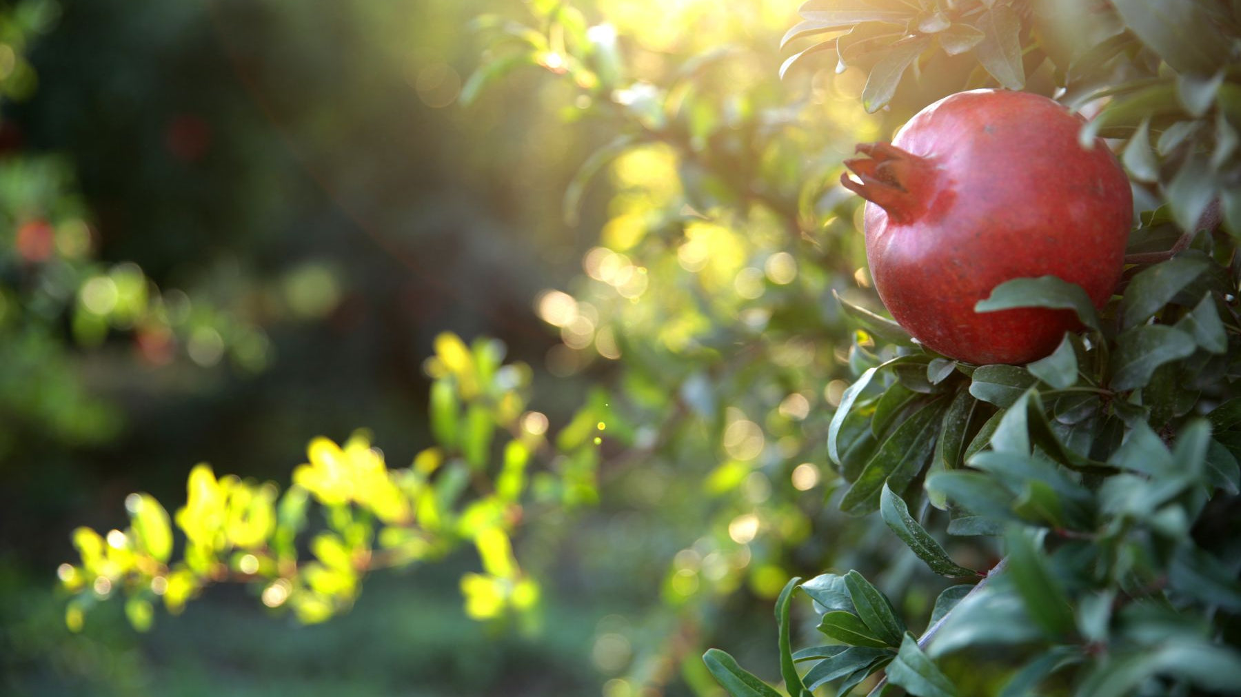 The Life of a Pomegranate Tree: When Fruit Forms