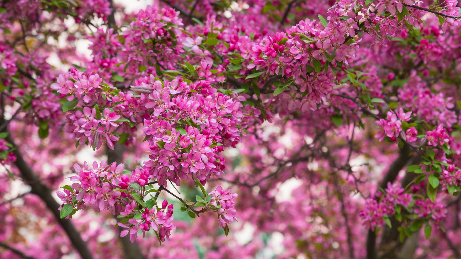 Everything You Need To Know Before Buying a Flowering Tree