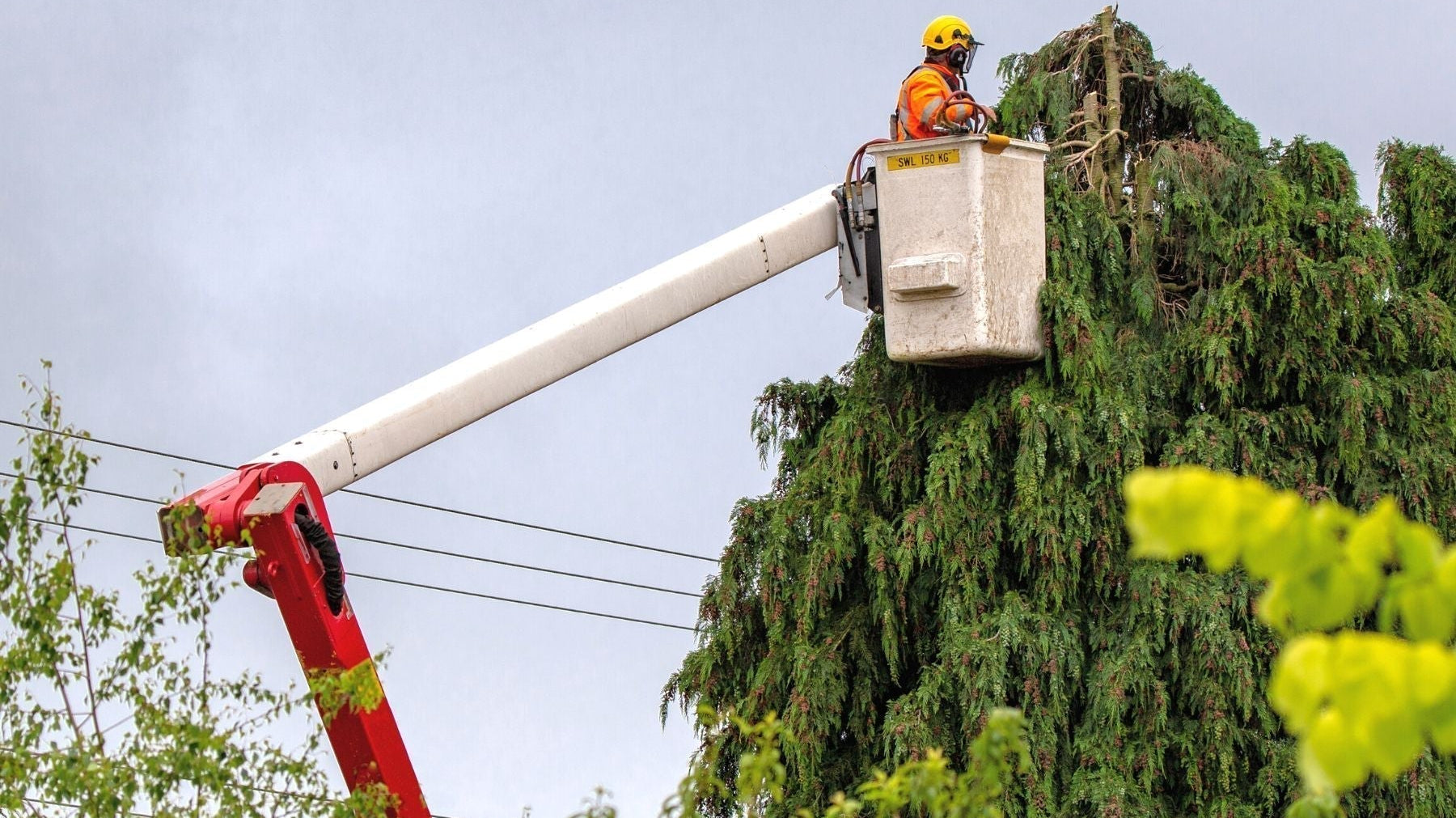 Best Practices for Managing and Trimming Your Trees