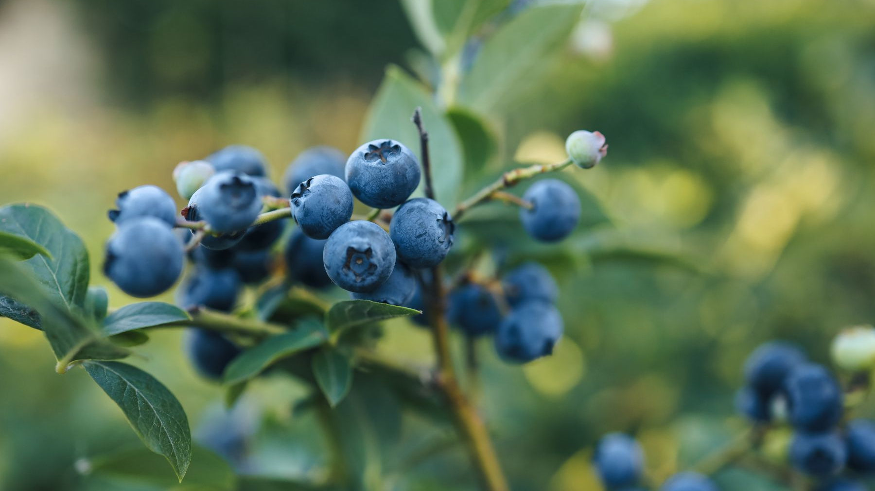 Common Mistakes When Planting Blueberry Bushes