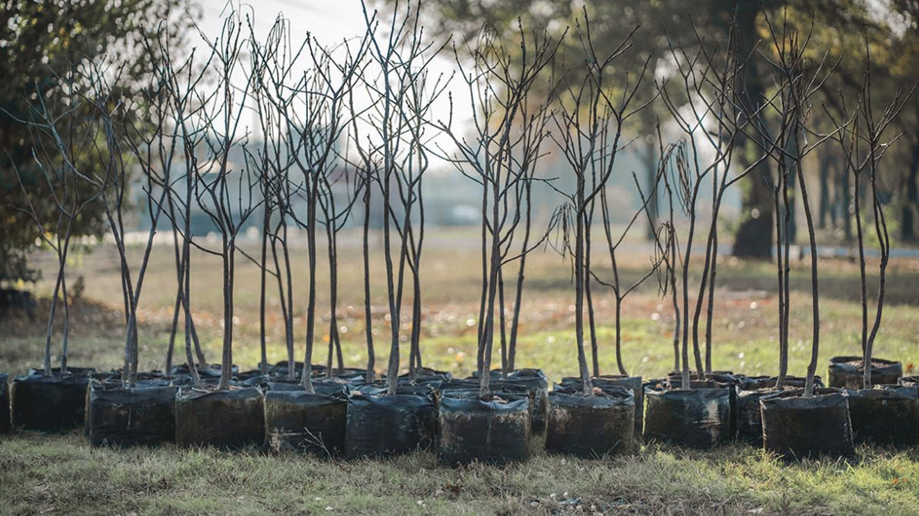 Can I Plant Trees in Winter?