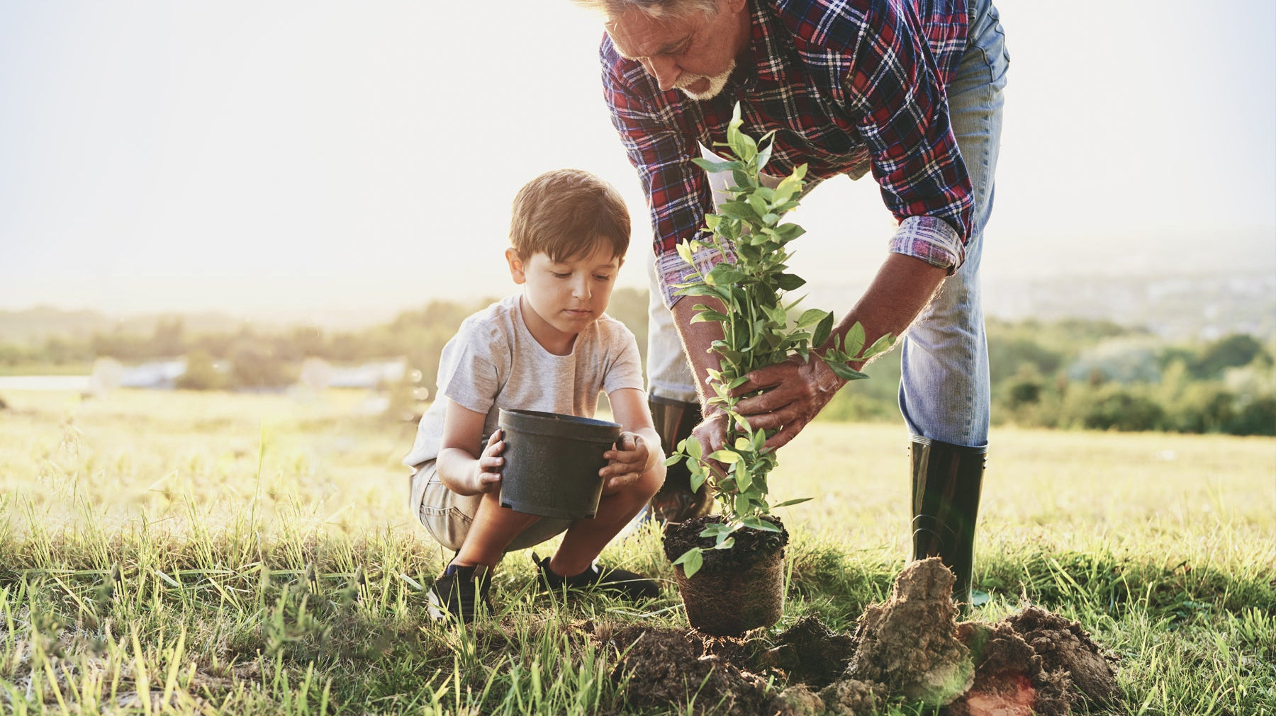 Planting Fruit Trees in Winter