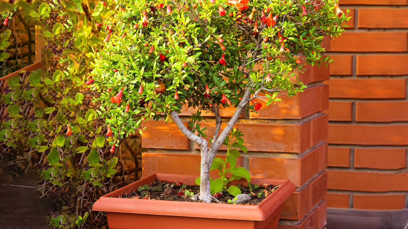 Container-Grown Pomegranates: Fruit Trees for Patios and Small Spaces