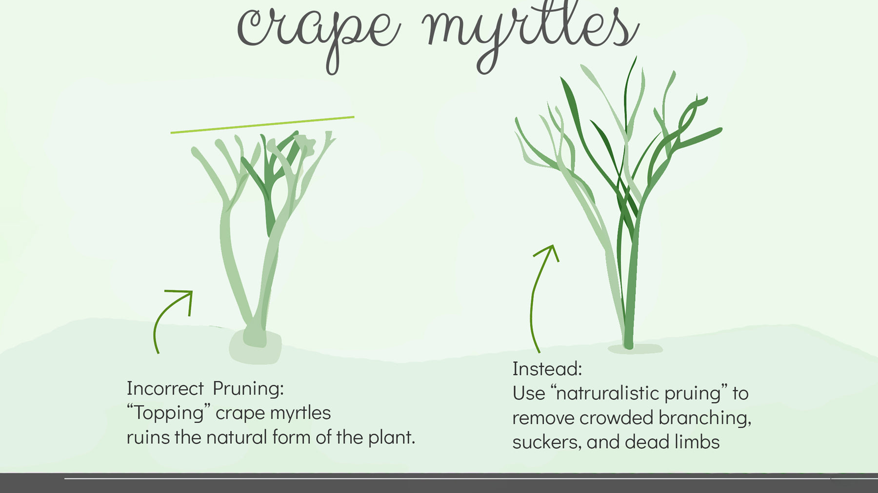 Pruning Crape Myrtles— Don't Cut Back!