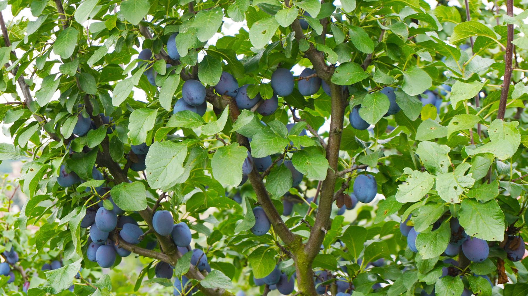 Gifting Trees: Special Occasions Perfect for a Forever Gift