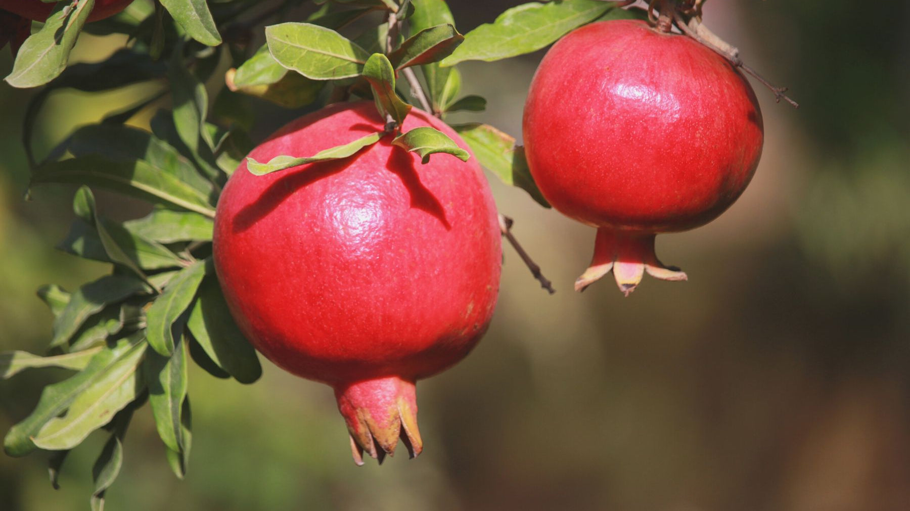 The Important Role Pomegranates Play in Human History