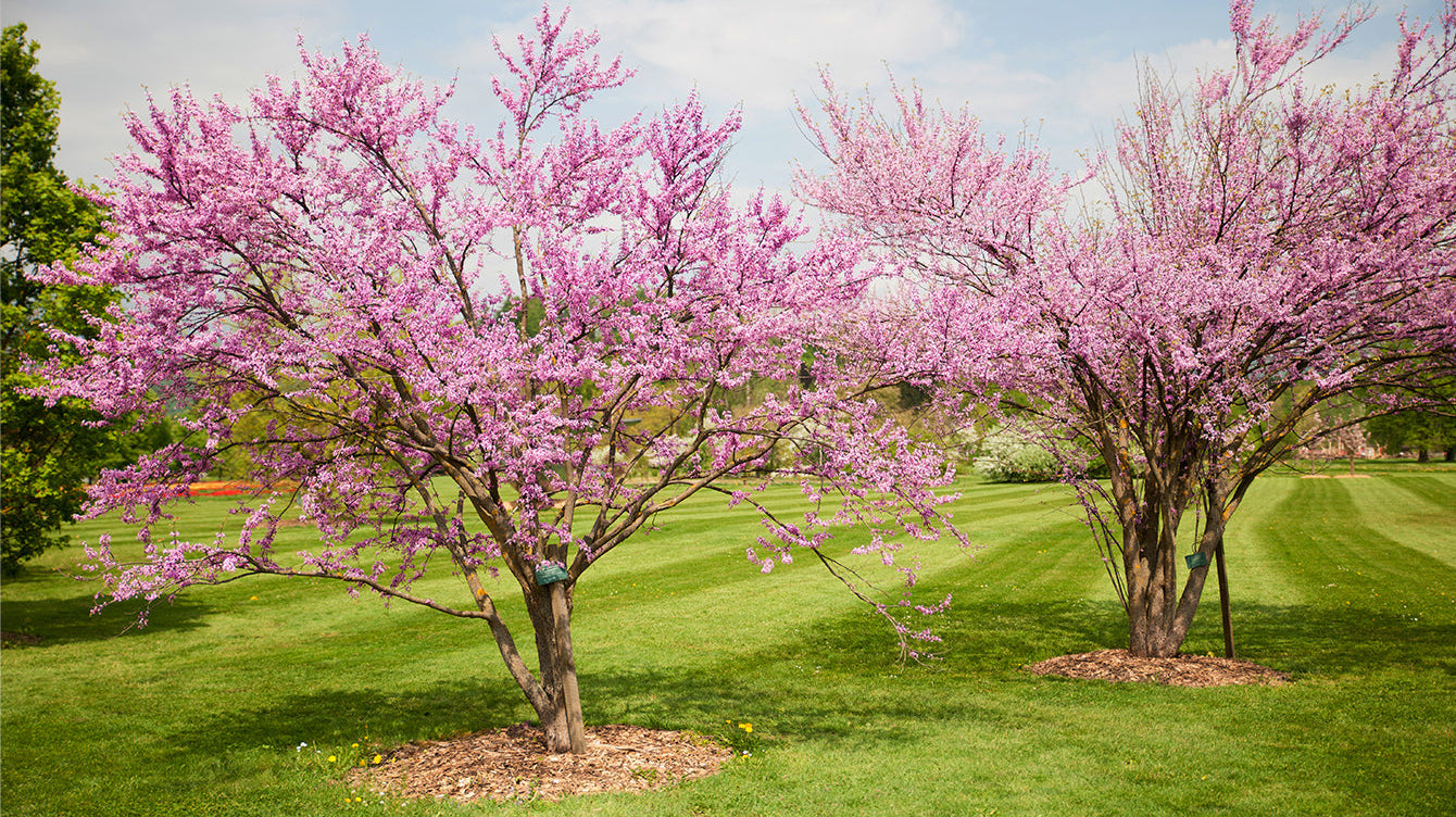 Redbuds: A Native Favorite for Pollinators & Color