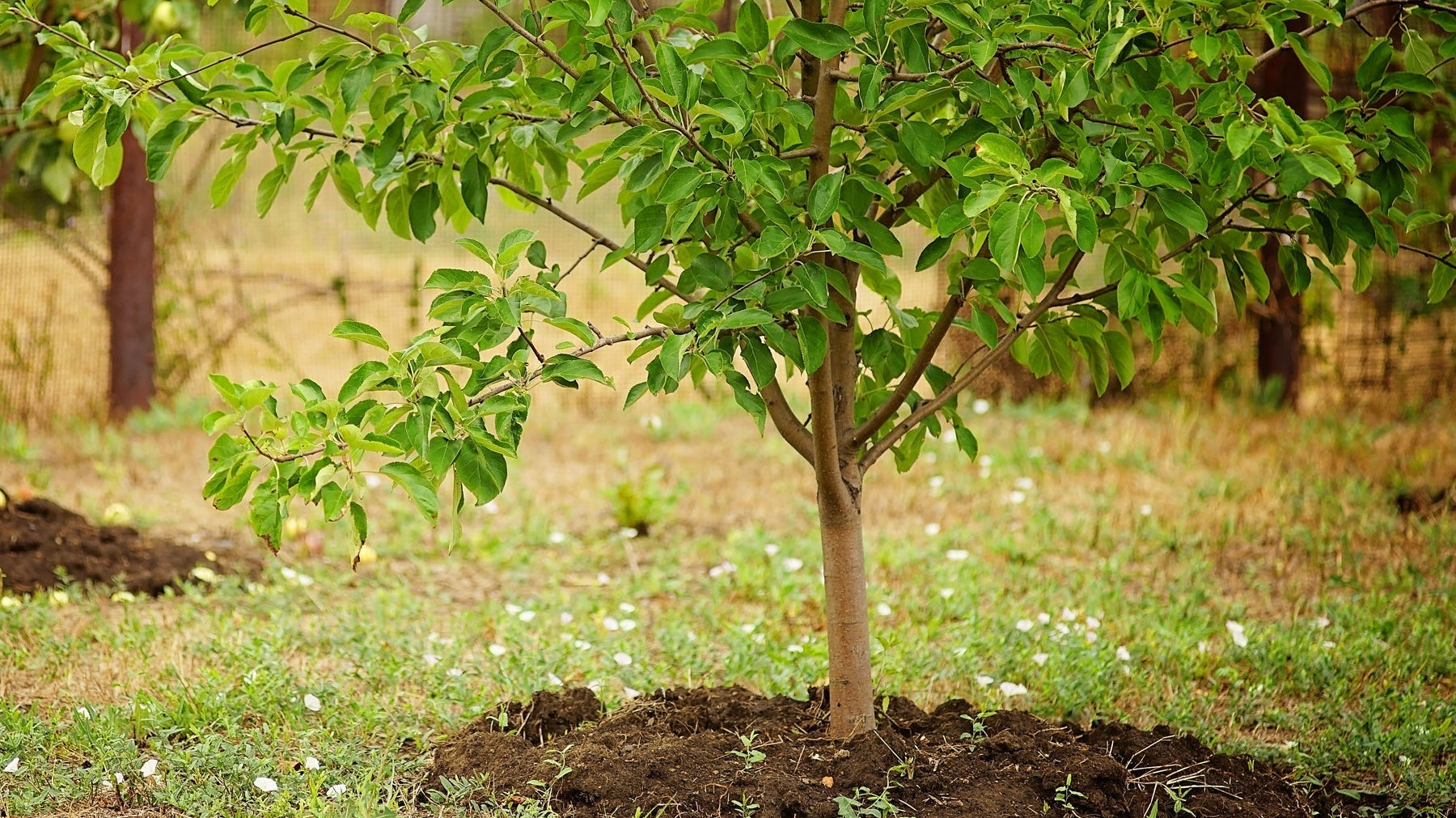How to Prep Your Soil for a Successful Spring Planting (Including Tree Care)