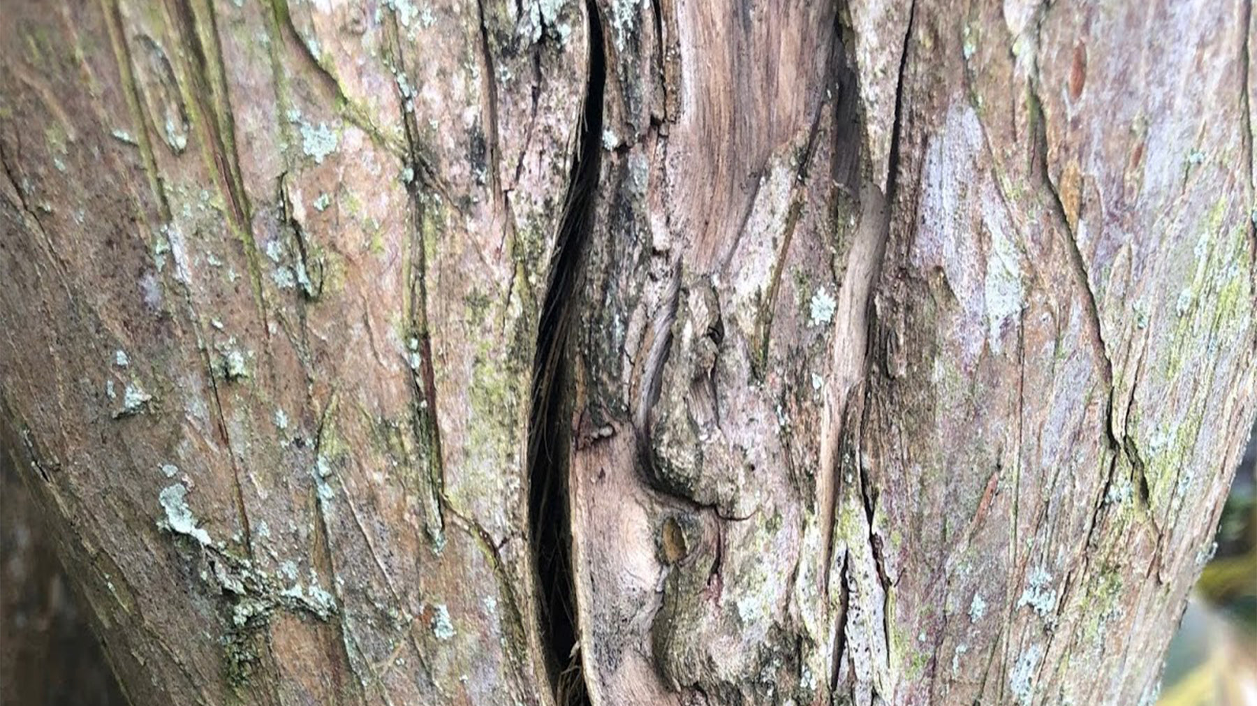 Saving a Split Crape Myrtle Trunk
