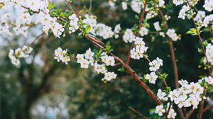 What to Expect from Our Trees: Spring Edition